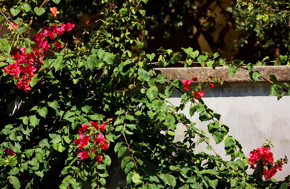 Apartmemt Marina Grande - Sorrento Italy