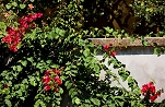 sorrentine garden