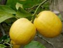 limoni_di_sorrento
